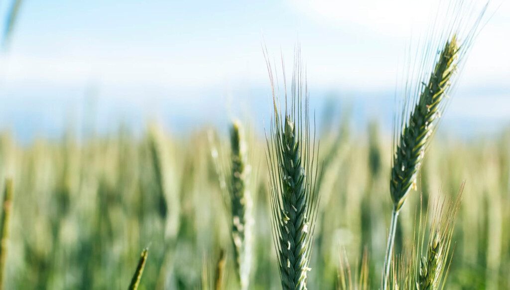 Gros plan sur des épis de céréales vertes dans un champ, symbolisant le secteur agroalimentaire et l'agriculture.